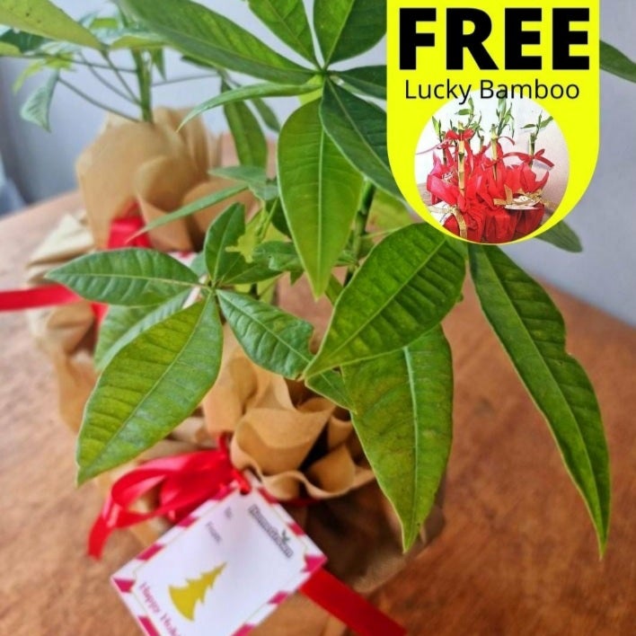 NEW YEAR SALE! Buy (5) Money Tree Plant, Ready for Gifting