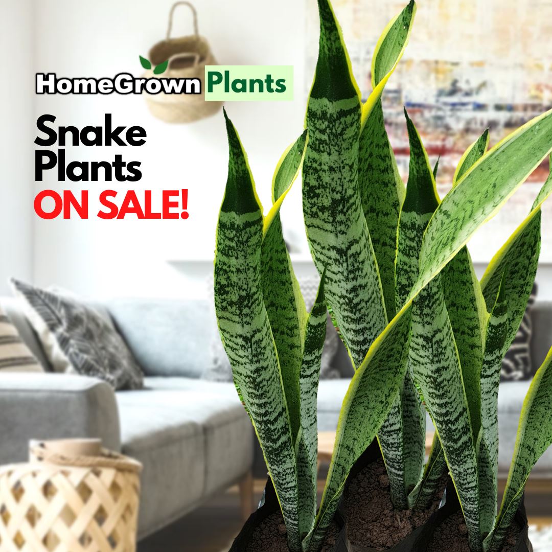Buy1 Take1 Snake Plant, Indoor, Easy Care ~12 inches,Leaves 3pcs up, F ...