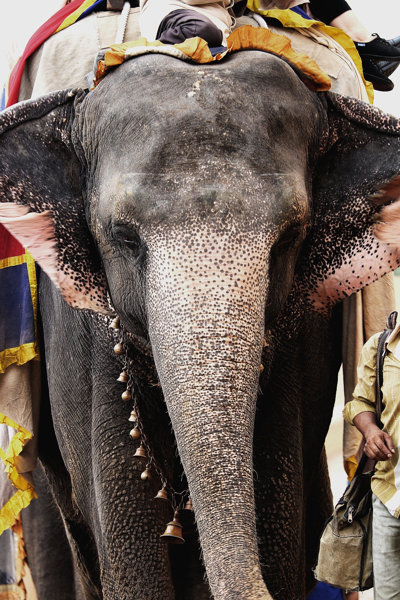 Jaipur Elephant, Geometric Rugs