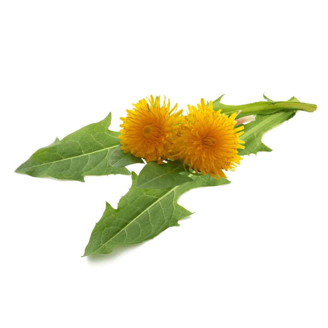 Organic Dandelion Leaf