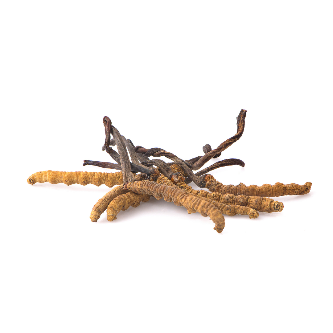 Cordyceps