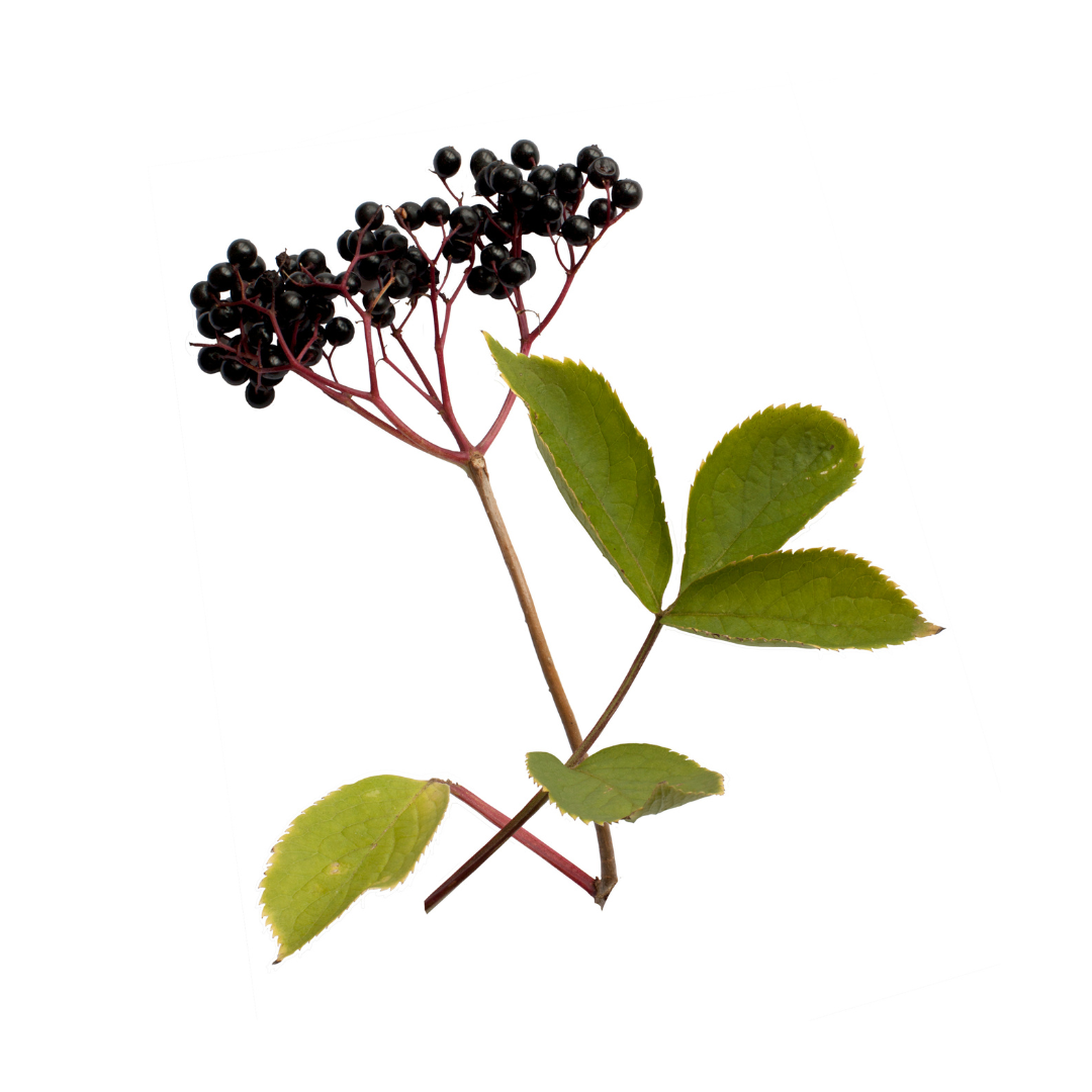 Elderberry