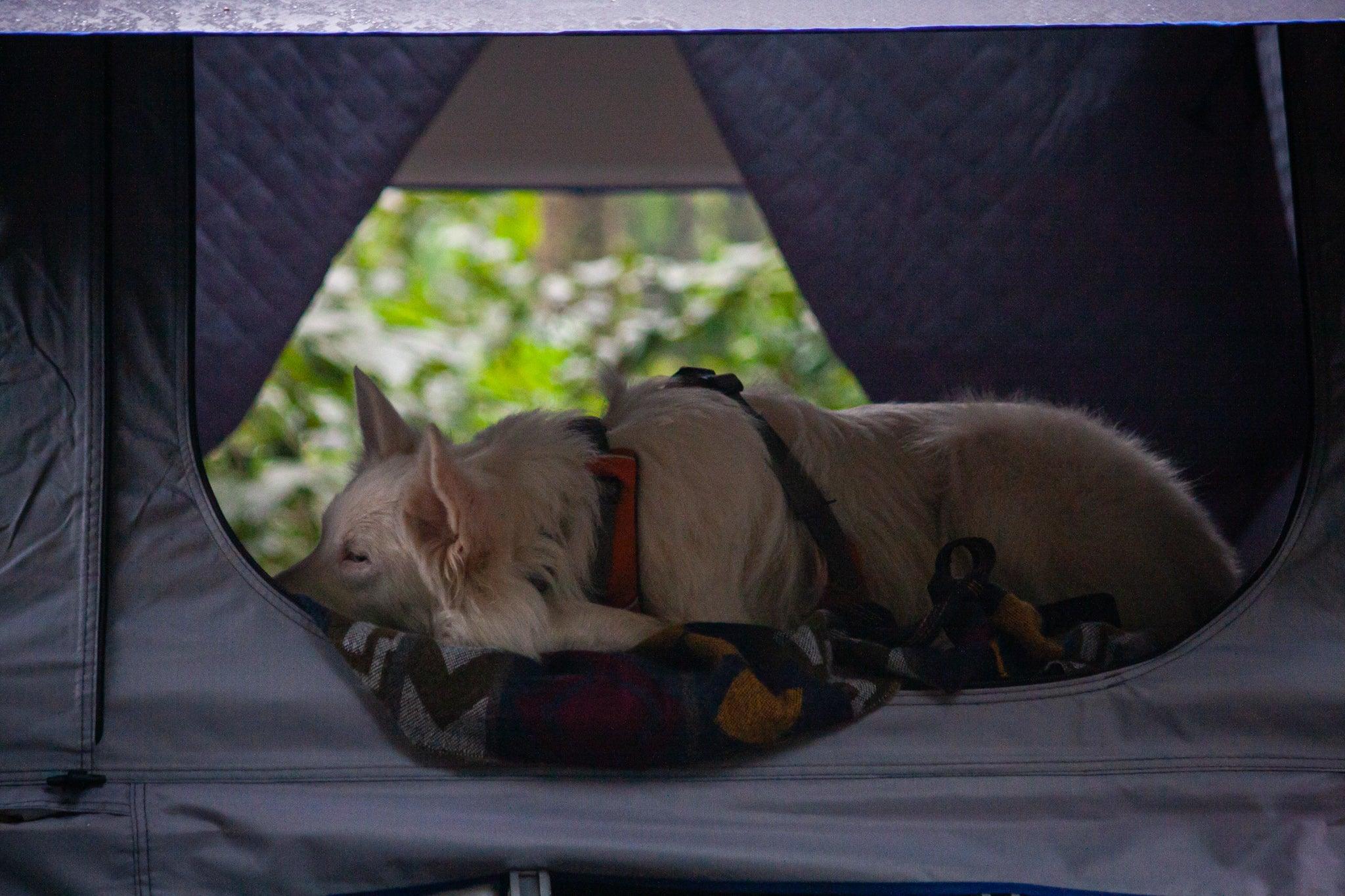 How To Get Your Dog Into Your Roof Top Tent – Off Road Tents