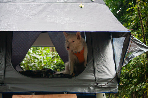 How To Get Your Dog Into Your Roof Top Tent