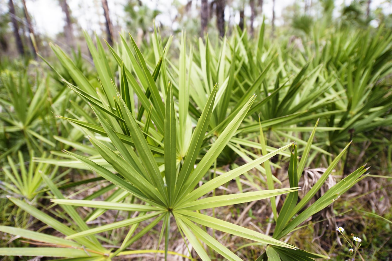 Экстракт пальмы сереноа. Сабаль сереноа Пальма ползучая Palmetto Serenoa. Сереноа ползучая. Сереноа Репенс. Экстракт плодов пальмы сабаль.