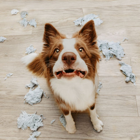 a dog chewing on material
