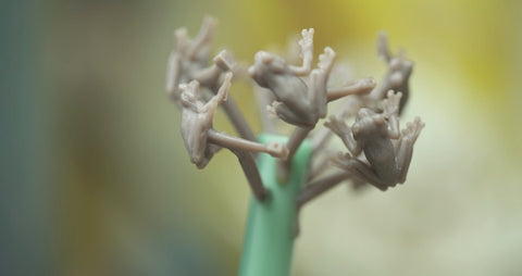 wax pieces are assembled onto the wax tree