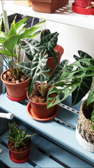 How to care for your house plants