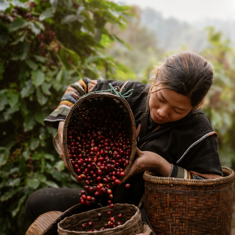Female coffee farming worker emptying basket of coffee beans