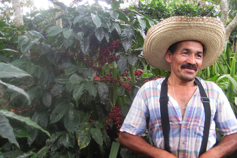 Organic coffee farmer