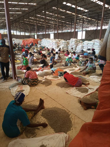 Coffee in production process at Twongerekawa Coko cooperative