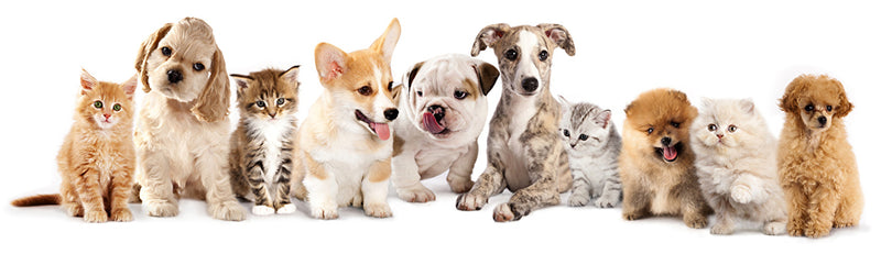 10 Best Pet Grooming Shops In Klang Valley Perromart Malaysia