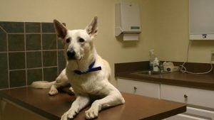 800px-2008-12-01_White_GSD_at_the_vet22222222222