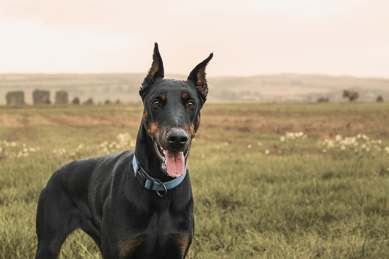 breed-introduction-doberman-pinscher-dog-3