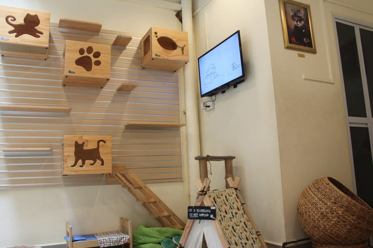 Meomi Cat Cafe  Burpple - 4 Reviews - Bugis, Singapore