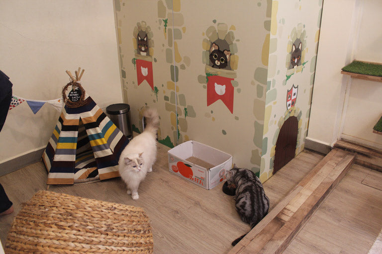 Meomi Cat Cafe  Burpple - 4 Reviews - Bugis, Singapore