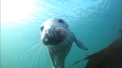 Seal Diving in Farne Island with Dive Manchester