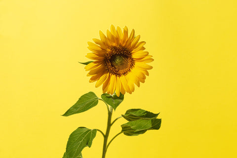 sunflower extract can help our lips