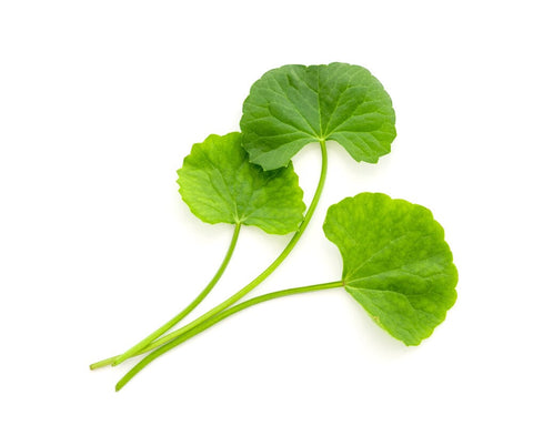 Centella Asiatica one of the skincare ingredients