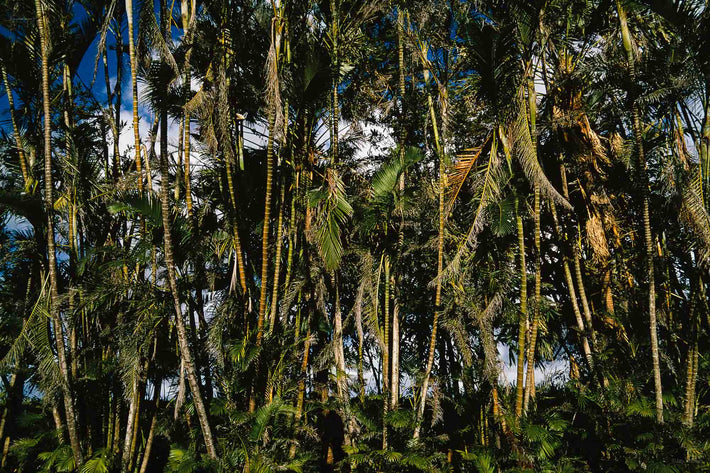 Facade of Palm Trees, Mauritius