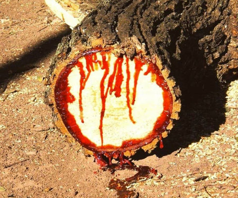 dragons blood tree sap