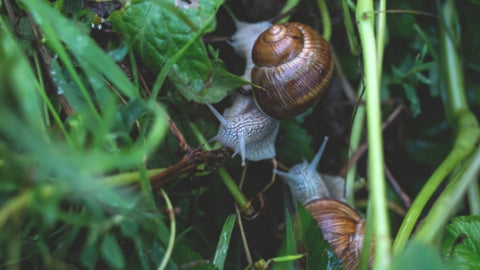 snail slime