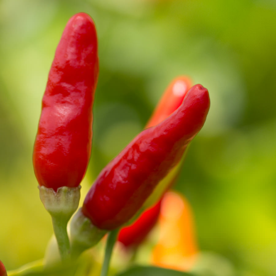 Hawaiian Chili Pepper Replacement