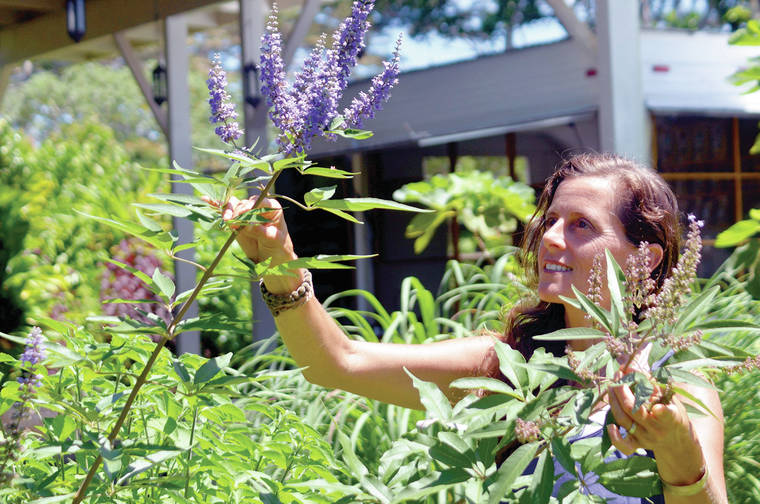 Kaua’i Farmacy owner Genna Wolkon inspects the Vitex Castus flower grown in the field at Kaua’i Farmacy Tuesday afternoon. These plants are known for balancing women’s hormones.