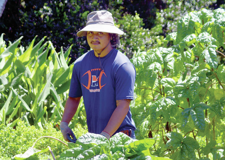 Kauai Farmacy’s Ikona Fernandez is harvesting Bele Spinach to feed the leaves to the worms to create compost for the gardens Tuesday afternoon at Kaua’i Farmacy. Fernandez is one of 17 employees at the Farmacy.