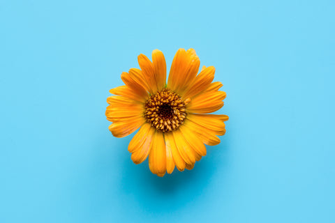 calendula-flower