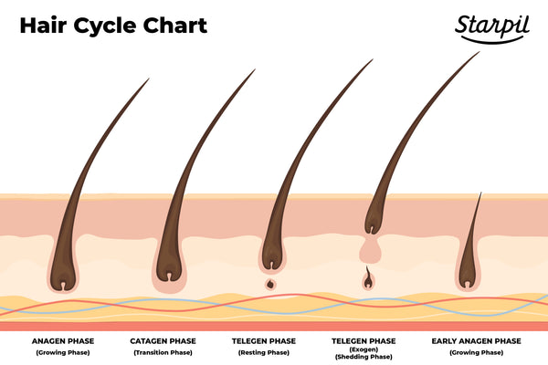Hair Cycles Chart