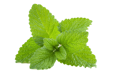 lemon balm leaves