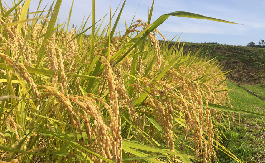 Sake rice for harvest