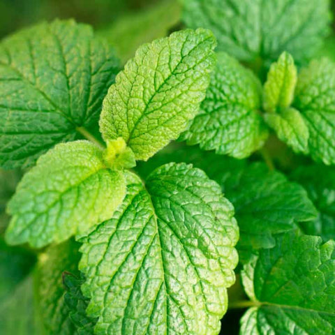 Have Lemon Balm