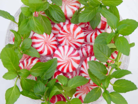 peppermint