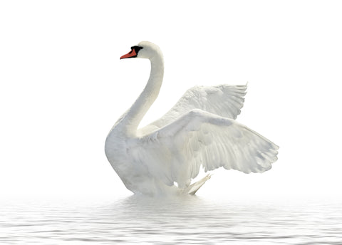 swan