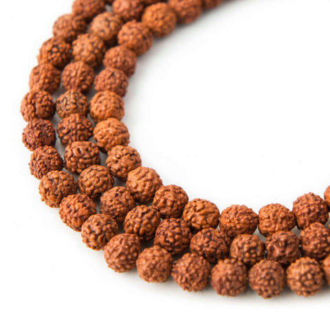 rudraksha seed