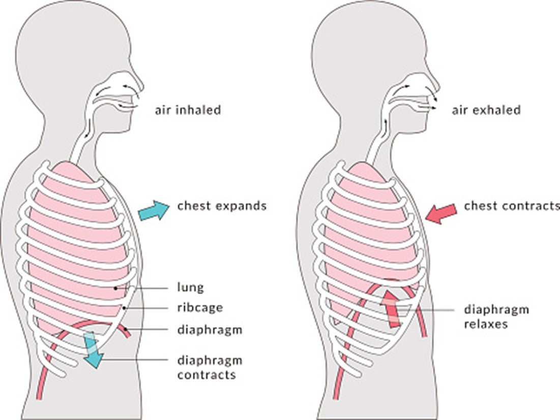 chest versus diaphragm breathing