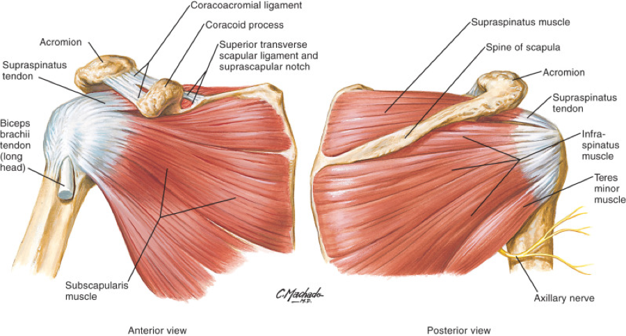 Rotator Cuff Injury: Signs, Symptoms, Causes, And Treatment – NutraBio ...