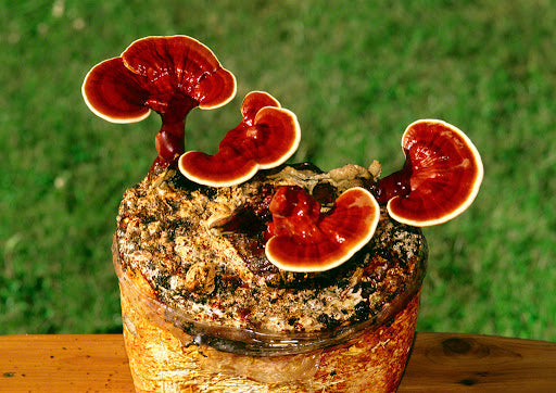 best supplement with reishi mushrooms