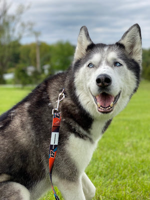 SJM17 Pet Collars and Leashes - Shop Haud