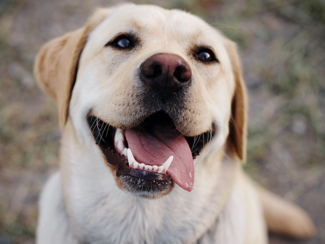 are dogs tongues really clean