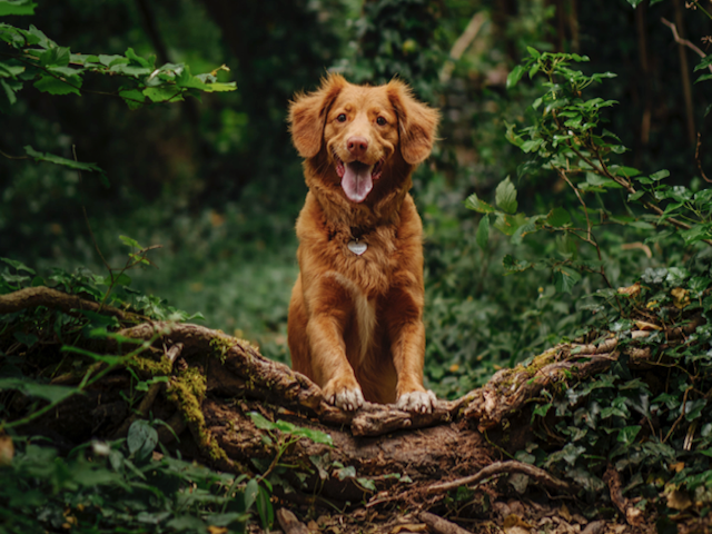 are golden retrievers active dogs