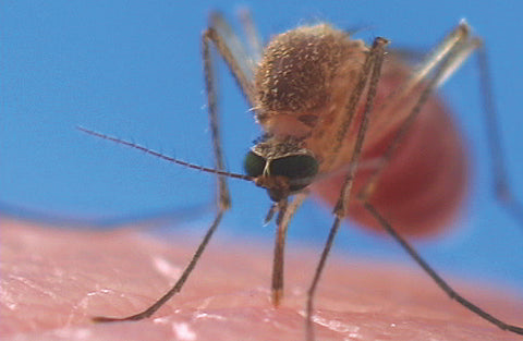 https://cdn.shopify.com/s/files/1/2010/7017/files/front-view-mosquito-biting-human_1200x782_349e337d-7602-4eef-99c6-4909de90820e_large.jpg?v=1560395320