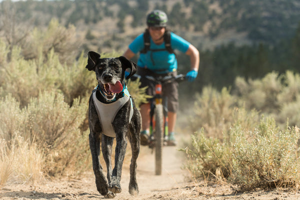 Chaleco de Enfriamiento para Perros