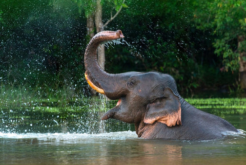 Asian elephant spraying water with trunk
