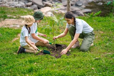 tree planting