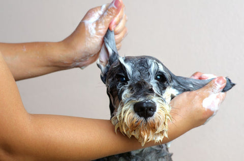 Schnauzer dog grooming