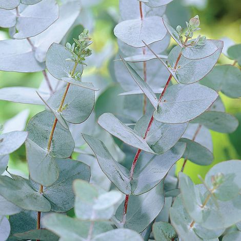 Eucalyptus Essential Oil Uses and Benefits - Holistic Oils