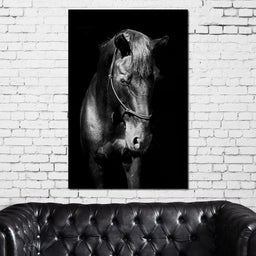 black and white horse head